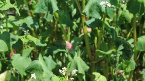 Le couvert végétal peut revêtir divers usages, notamment en participant à la biodiversité et à la réduction des phytos.